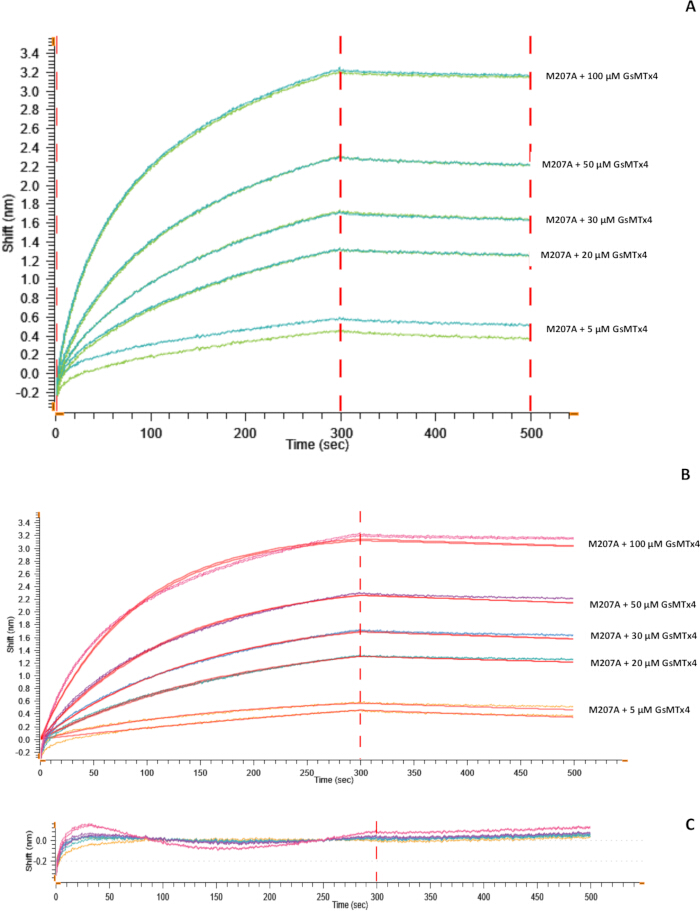 SPR sensorgram chart; protein-ligand binding analysis with varying GsMTx4 concentrations.