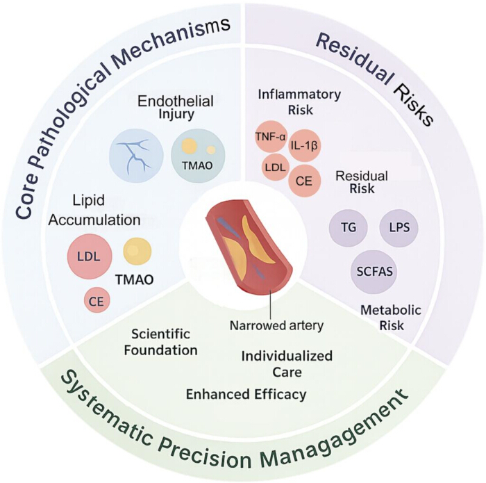 figure-protocol-1 Cardiovascular risk diagram; core pathologies, residual risks, precision management strategies.