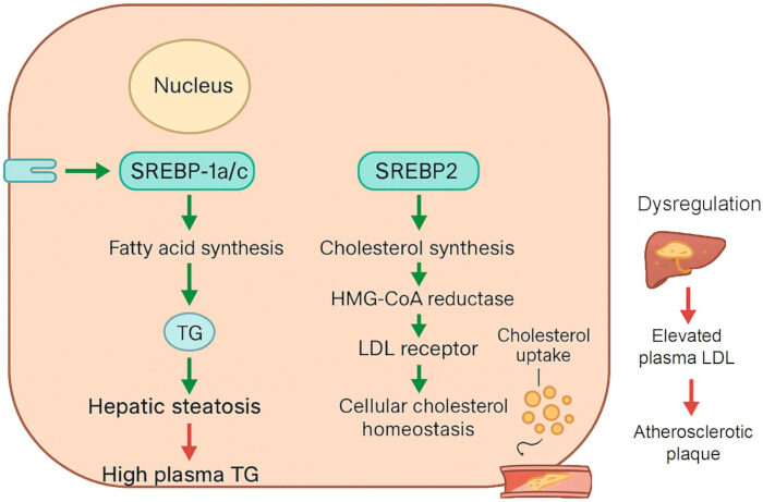figure-protocol-2 Sterol regulatory element-binding proteins (SREBP) diagram: lipid synthesis, cholesterol regulation.