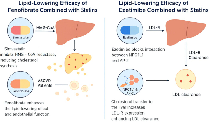 figure-protocol-5 Lipid-lowering efficacy diagram; fenofibrate, ezetimibe with statins; cholesterol synthesis, LDL clearance.