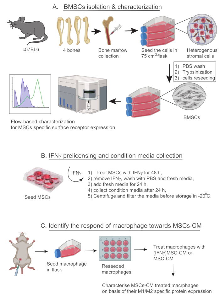BMSCs isolation; diagram; bone marrow extraction to MSC culture; flow cytometry; IFNγ prelicensing; macrophage response testing; MSCs-CM treatment analysis.