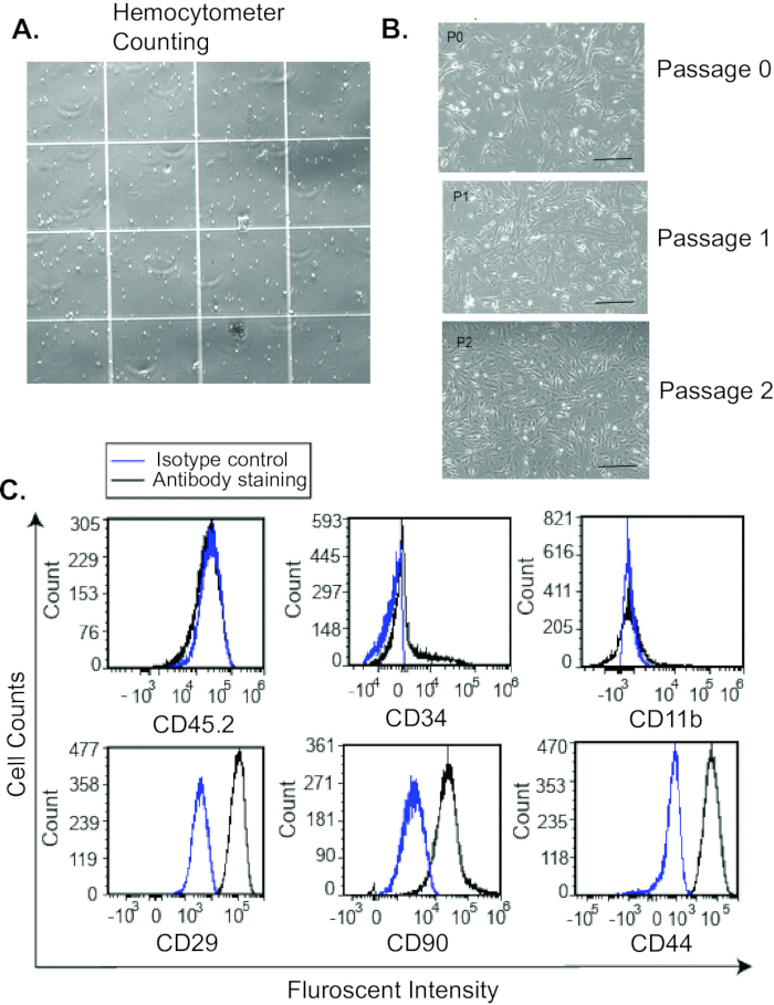 Hemocytometer counting, cell passage microscopy, flow cytometry graphs for antibody staining analysis.