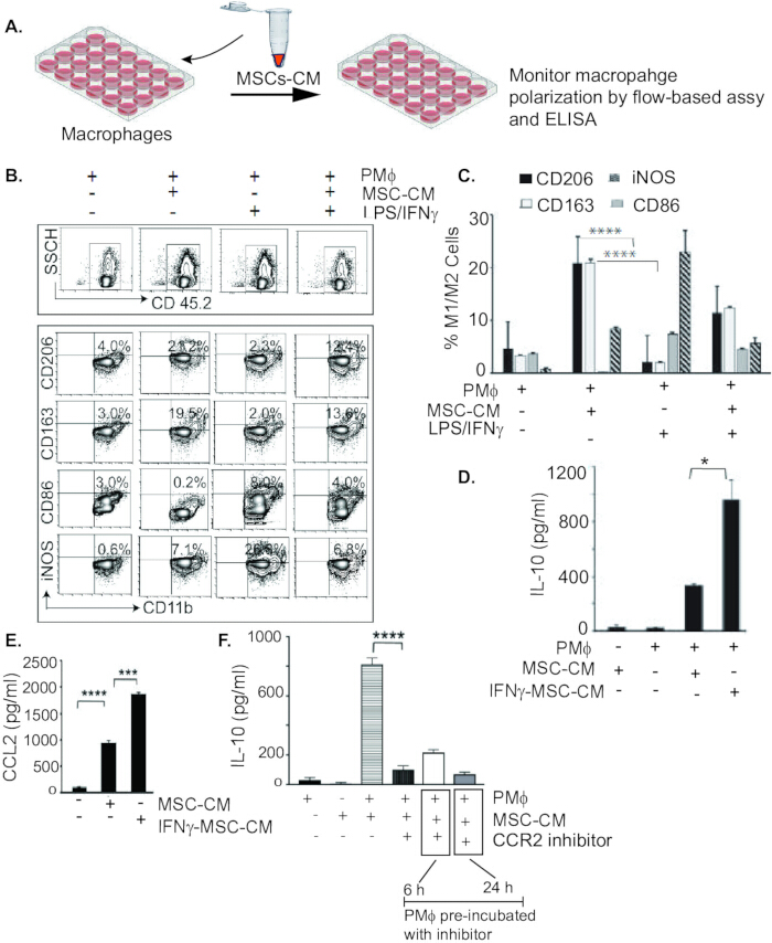 Macrophage polarization via MSCs-CM, flow cytometry, ELISA; cytokine response, bar graph analysis.