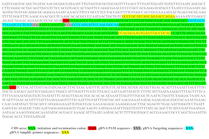 CRISPR gene sequence diagram with gRNA targeting, CDS, and PAM sites highlighted for editing.