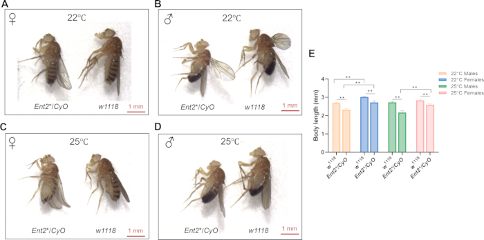 Drosophila morphology comparison at 22°C and 25°C; bar chart shows body length analysis results.