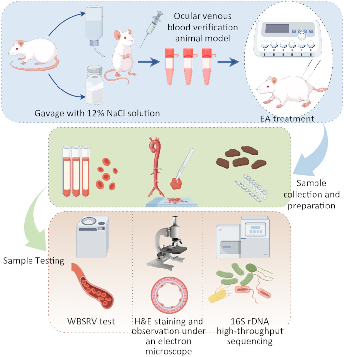 figure-introduction-1 Animal model study; gavage, blood collection, EA treatment; diagram; microscopy, sequencing, testing.