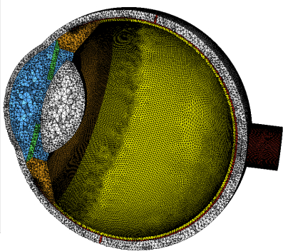 Cross-section mesh diagram of human eye structure; ocular anatomy visualization for research.
