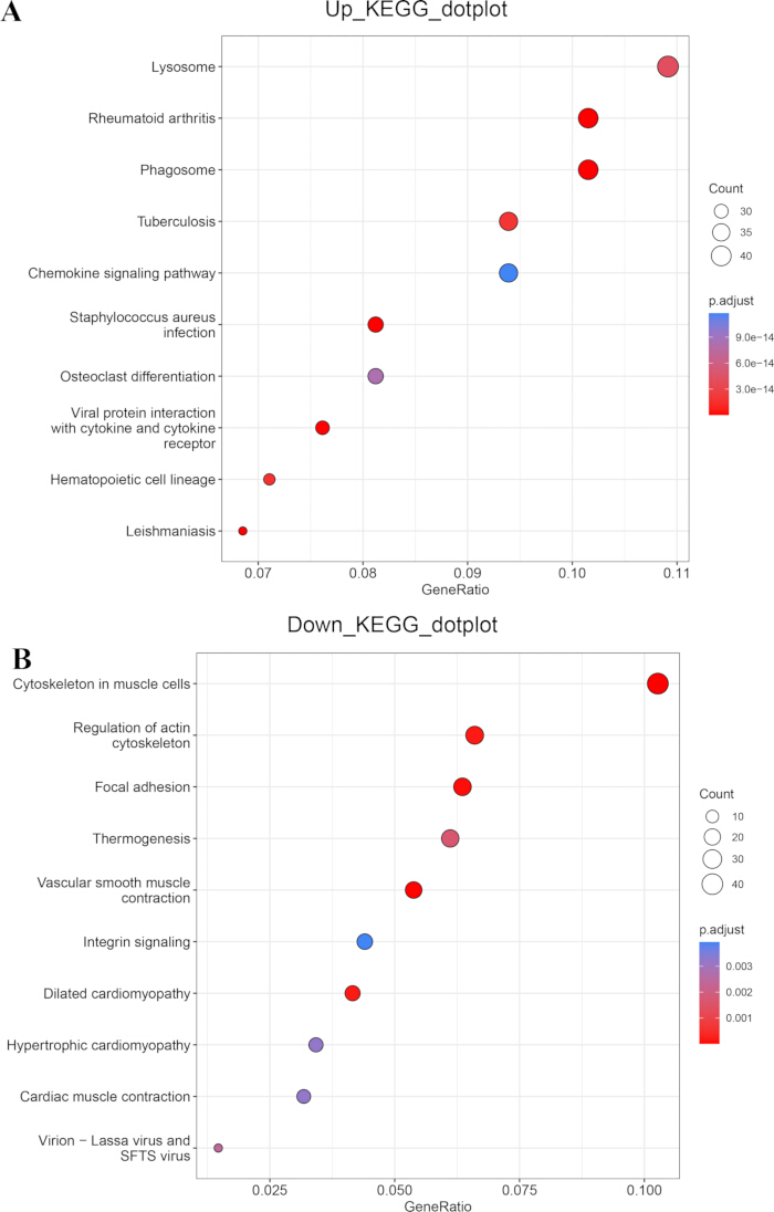 figure-results-2 KEGG pathway dot plots showing gene enrichment; visual representation of biological processes.