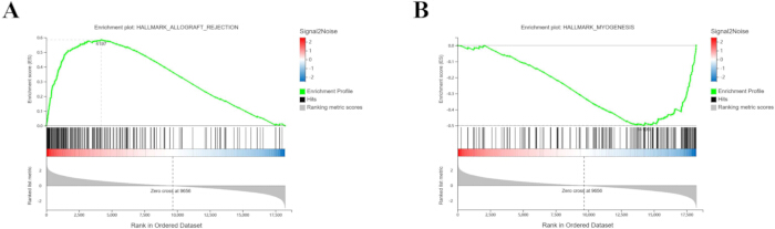 figure-results-3 Gene set enrichment analysis graph, enrichment profile, signal-to-noise data, myogenesis, allograft.