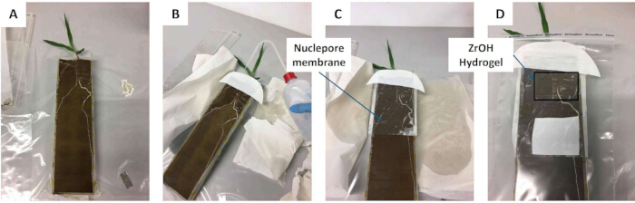 Plant root growth on nucleopore membrane with ZrOH hydrogel; setup for growth experiment analysis.