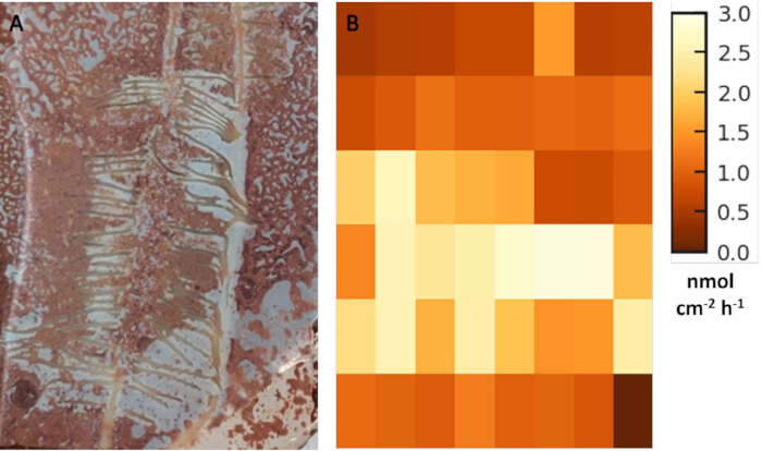 Soil nutrient distribution, vertical section; heatmap plot; nutrient flow visualization.
