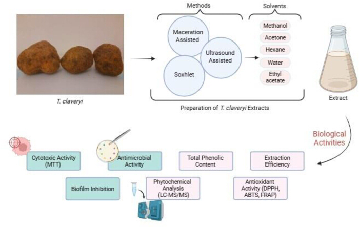 T. claveryi extraction process; methods and solvents diagram; biological activity analysis.