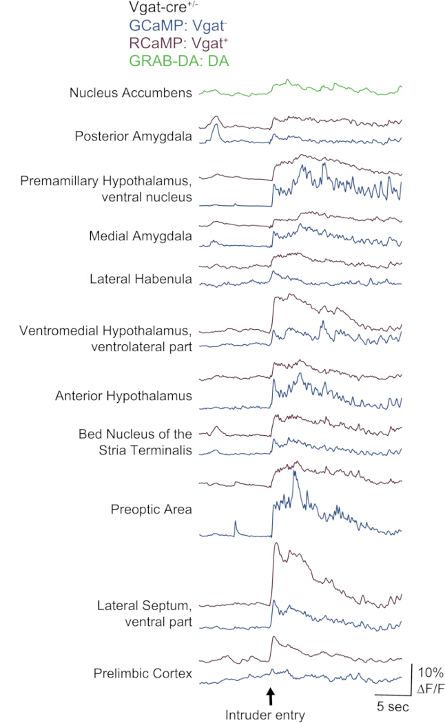 Neural activity graph using GCaMP, RCaMP in mouse brain regions for dopamine study, diagram.