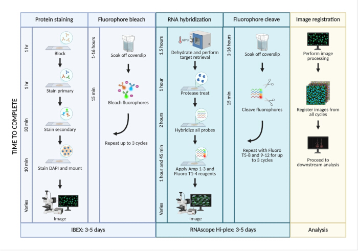Protein staining process diagram; includes fluorophore bleach, RNA hybridization, image registration.