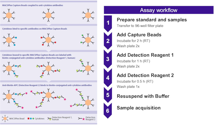 MACSPlex assay workflow diagram for cytokine detection, including incubation and washing steps.