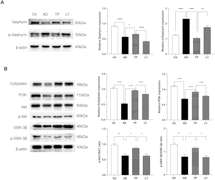 Western blot analysis; protein expression levels; diagram shows Gephyrin, Collybistin, PI3K pathways.