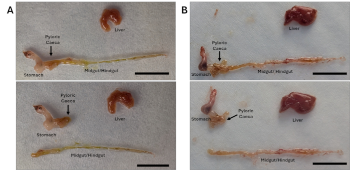 Fish dissection comparison; labeled stomach, liver, midgut, pyloric caeca; anatomy analysis.