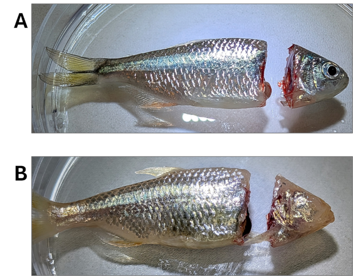 Decapitated fish specimens, anatomical study, image A and B comparison, scientific research analysis.