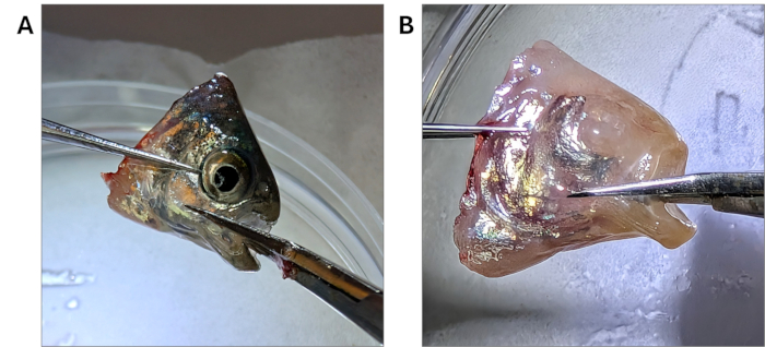 Fish skull dissection, microscopy experiment; anatomical study of bone structure and tissue analysis.
