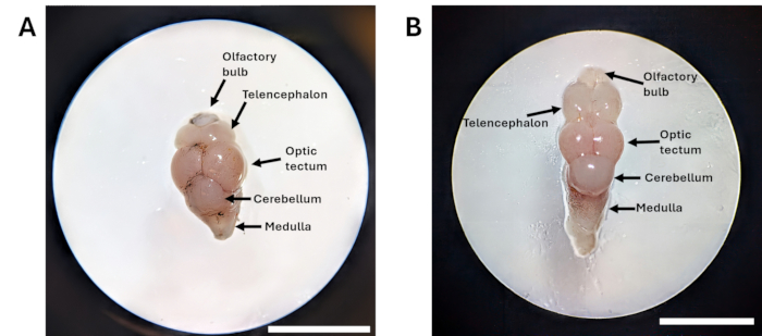 Olfactory and brain anatomy diagram, labeled regions: olfactory bulb, telencephalon, optic tectum.
