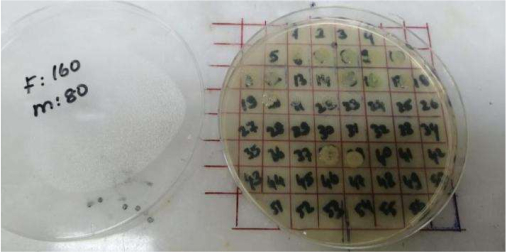 figure-protocol-3 Petri dish with grid for microbial growth; colony counting experiment.