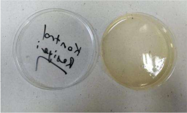 figure-protocol-4 Petri dish experiment with agar for microbial growth analysis, showing control and test sample setup.