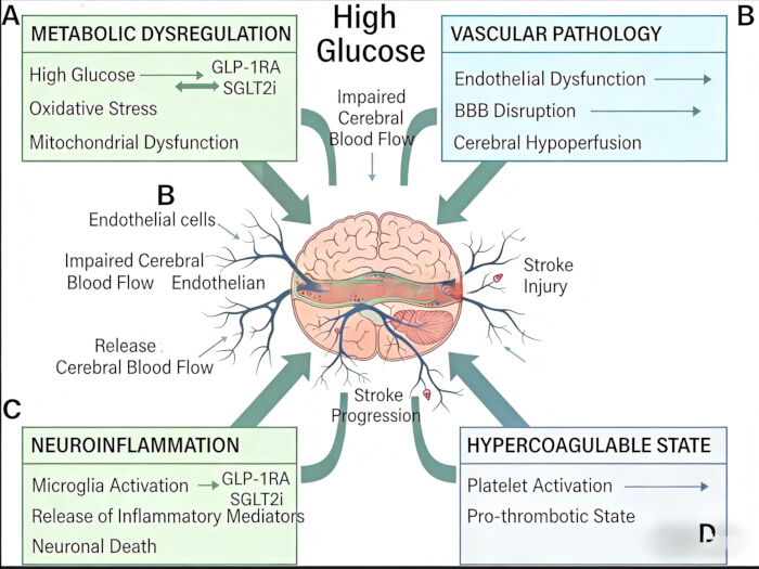 figure-results-1 High glucose effects diagram: stroke progression, metabolic dysregulation, neuroinflammation.