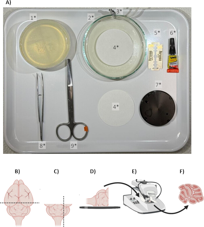Brain sectioning setup: dissection tools and microtome. Diagram shows tissue preparation steps.