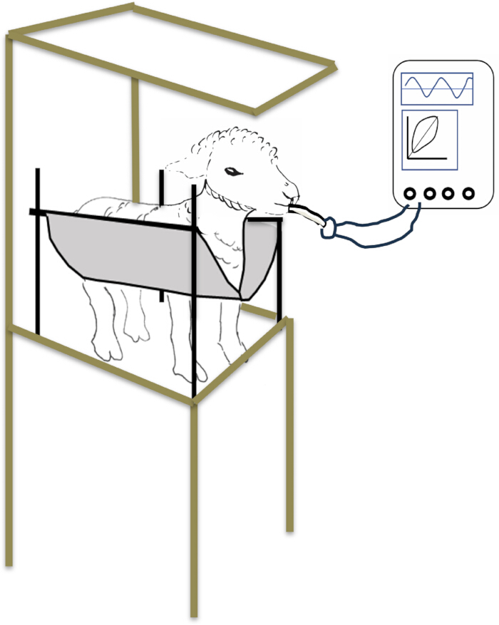 figure-protocol-1 Sheep metabolism experiment; respiration setup with gas analysis equipment and metabolic chamber.