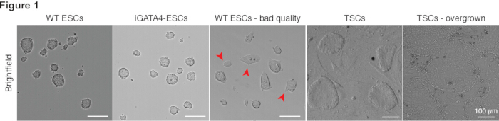 Embryonic stem cells (ESCs) and trophoblast stem cells (TSCs) brightfield microscopy comparison.