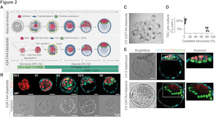 Natural embryo and iGATA4-blastoid development; diagrams and brightfield images with CDX2, OCT4 markers.