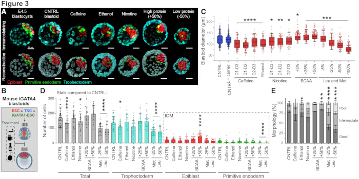 E4.5 blastoid imaging, immunostaining; embryo development analysis; trophectoderm, epiblast data.