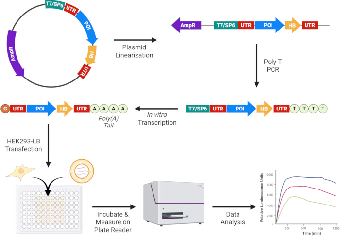 Plasmid transcription diagram; PCR, HEK293-LB transfection, plate reader incubation, data analysis.