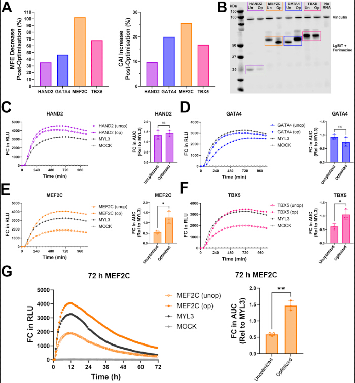 Gene expression analysis; protein optimization, WB and RLU graphs; HAND2, GATA4, MEF2C, and TBX5.