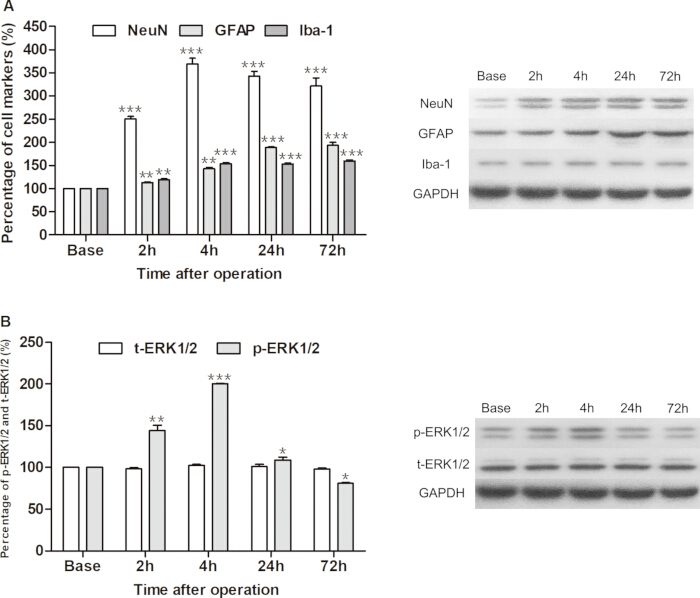 expression analysis; western blot, graph; cell markers, ERK1/2 levels; post-operation timeframe