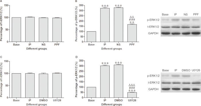 ERK1/2 phosphorylation bar graphs and Western blot, analyzing protein levels across different groups.