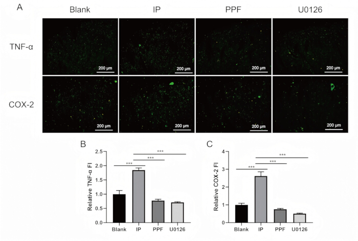 Fluorescence microscopy of TNF-α, COX-2; graph of relative fluorescence intensity results.
