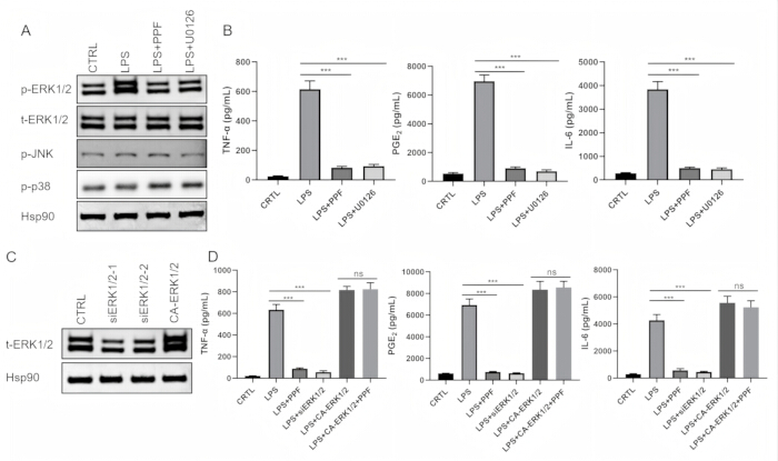 Immunoblot analysis and cytokine levels in response to LPS; ERK signaling pathway exploration.