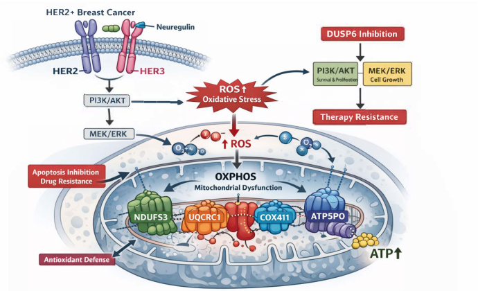 HER2+ breast cancer diagram, oxidative stress impact on mitochondria, therapy resistance pathways.