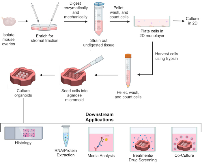 figure-protocol-1 Mouse ovary stromal cell culture process; organoid diagram; histology, RNA analysis applications.