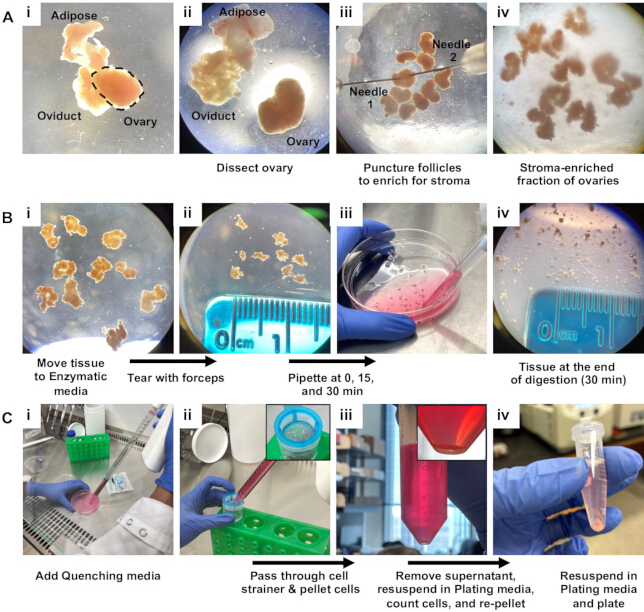 figure-protocol-2 Ovary dissection, stroma enrichment procedure, diagram of tissue preparation, enzymatic digestion.