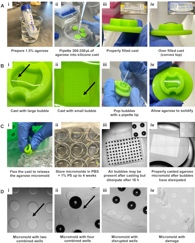 figure-protocol-4 Agarose micromolding process; pipetting, casting, bubble removal in silicone molds; microscopy results.