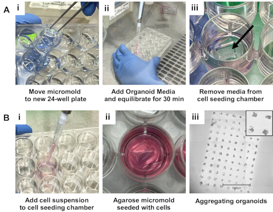 figure-protocol-5 Micromold cell aggregation; organoid media prep; diagram of cell seeding and aggregation process.