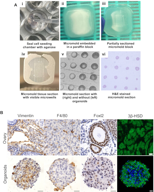 figure-protocol-6 Micromold tissue sections for organoid culture, H&E stain, immunohistochemistry for markers.