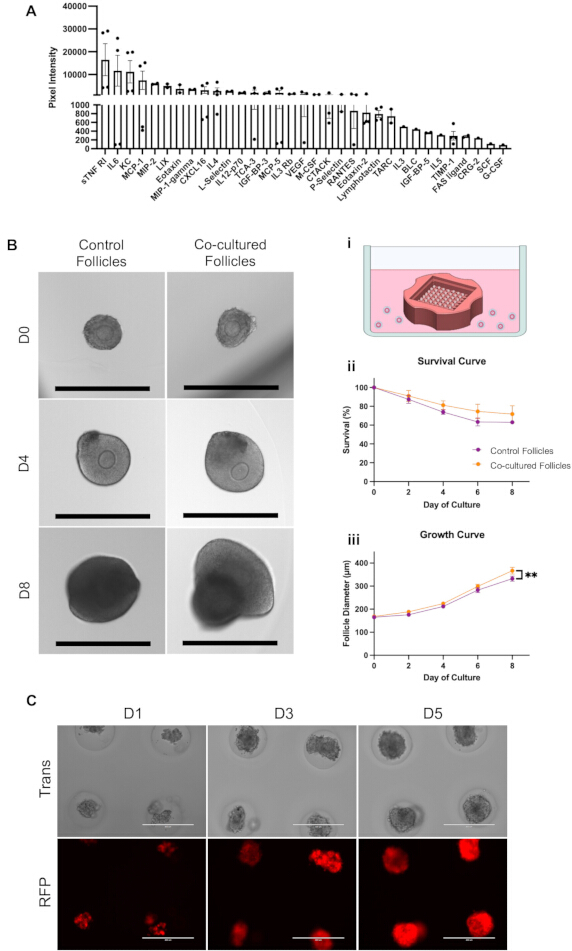 figure-protocol-7 Follicle culture experiment; intensity chart; co-culture survival and growth data; microscopic images.