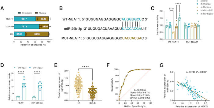 figure-results-4 RNA expression analysis with bar charts, sequences, and graphs; NEAT1, miR-29b-3p interactions.