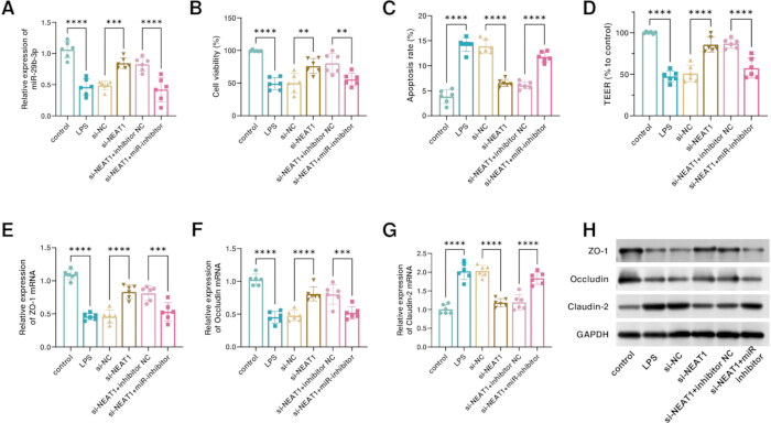 figure-results-5 Bar graphs of relative expression, cell viability, apoptosis rate, TEER, protein expression; western blot.