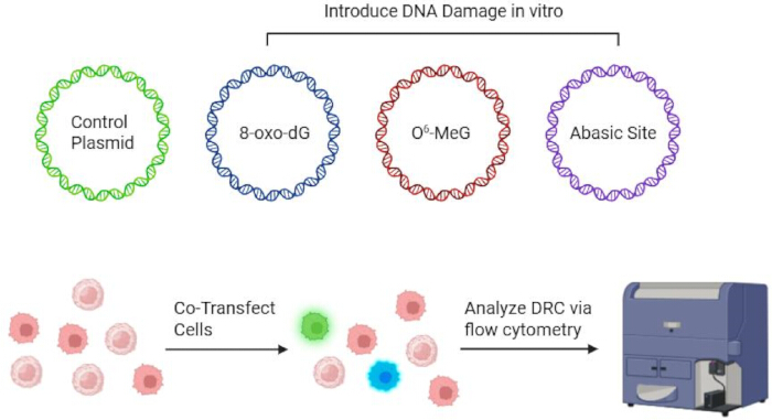 figure-protocol-3 DNA damage process diagram; flow cytometry for DRC analysis, plasmid co-transfection method.