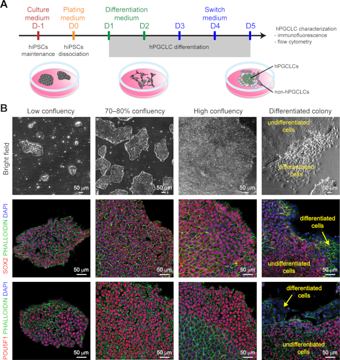figure-results-1 hPGCLC differentiation process with confluency stages, immunofluorescence, microscopy images.