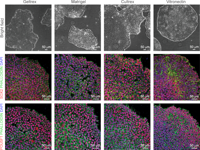 figure-results-2 Cell culture microscopy with substrates; immunofluorescence shows SOX2/POU5F1, actin, nuclei.